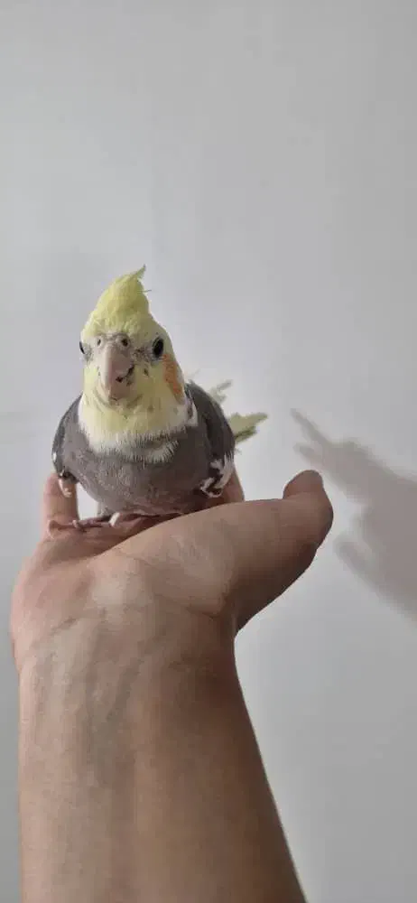 عروس هلندی|پرنده|فلاورجان, |دیوار