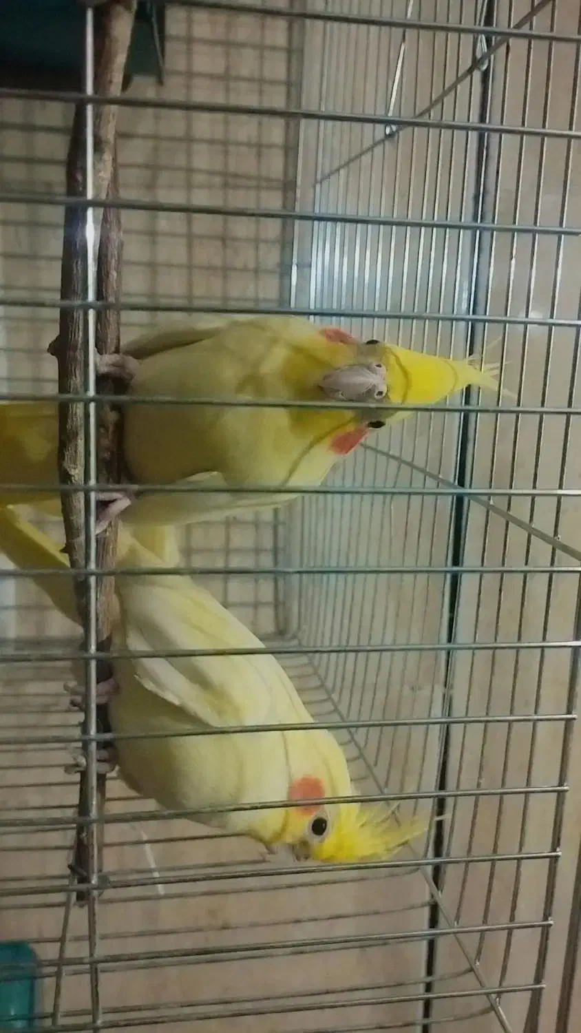 فروش|پرنده|علیآباد کتول, |دیوار