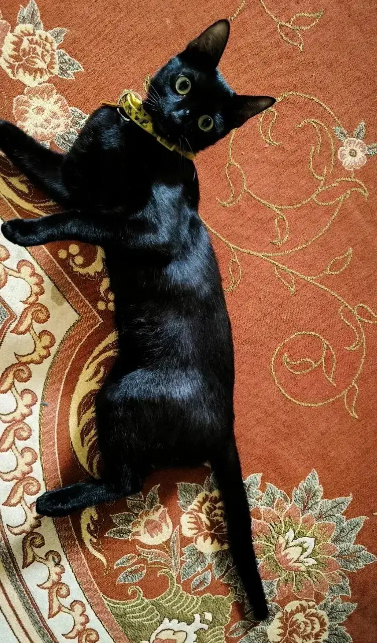 گربه گمشده|حیوانات|بندر گناوه, |دیوار