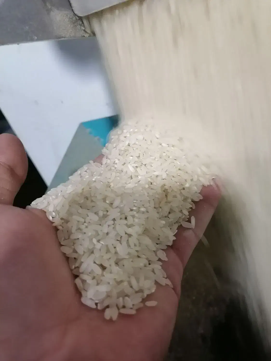 فروش عمده برنج کامفیروزی|خوردنی و آشامیدنی|شیراز, گلستان|دیوار