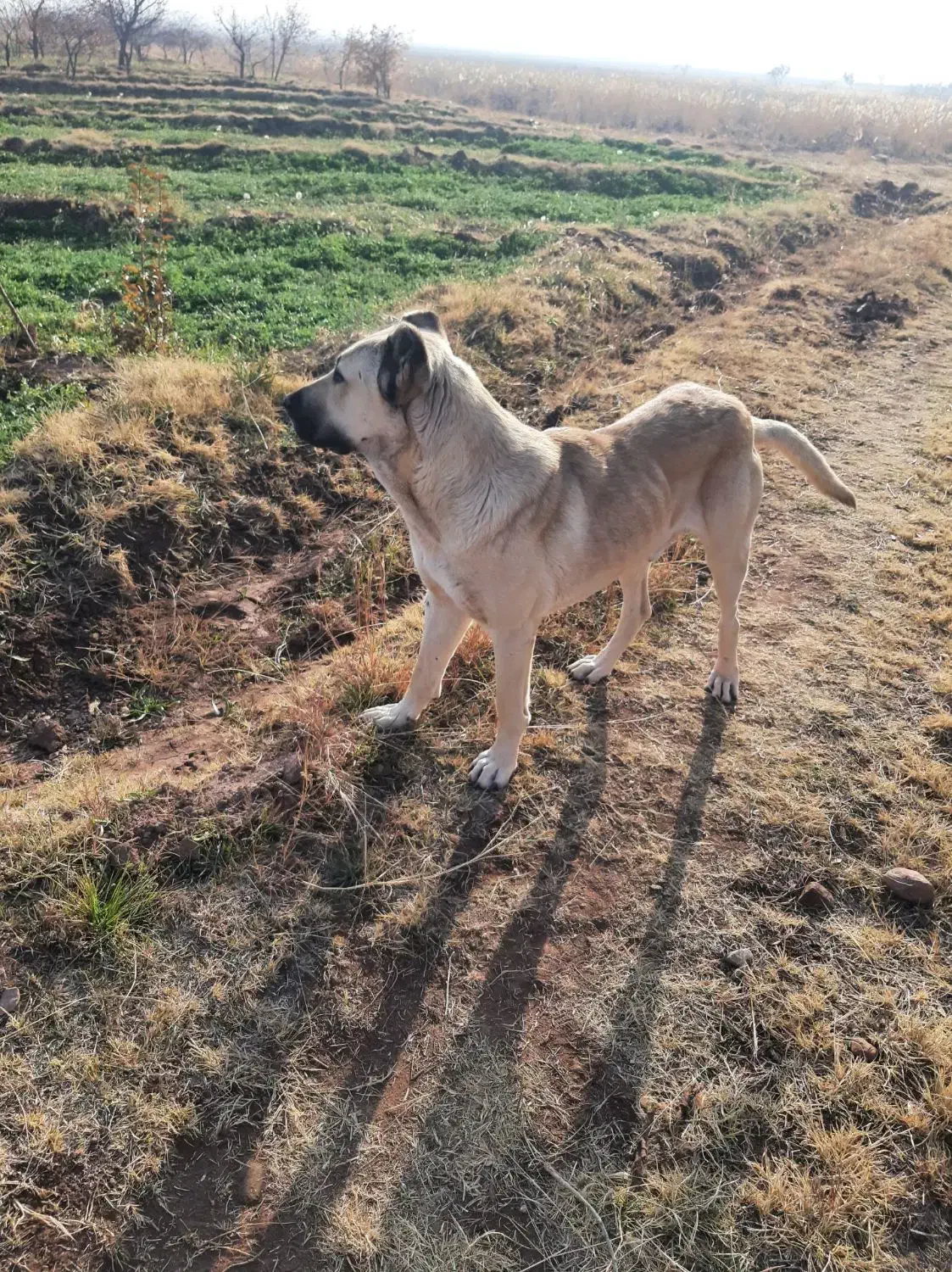 سگ گله|سگ|تسوج, |دیوار