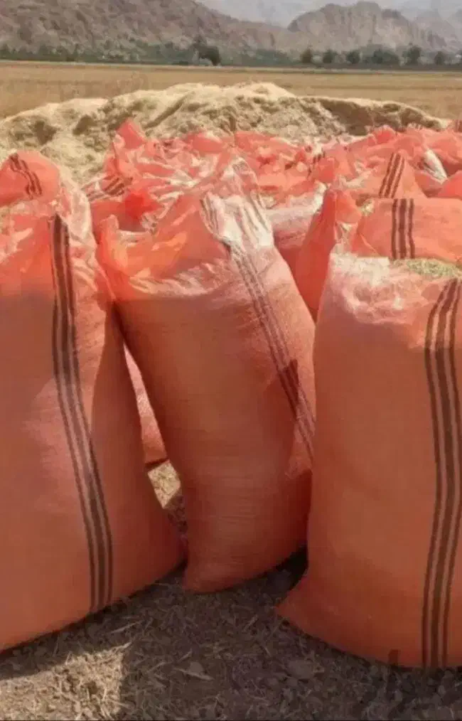 گندم وجومحلی کازرون کوه چنار|خدمات باغبانی و درختکاری|کازرون, |دیوار