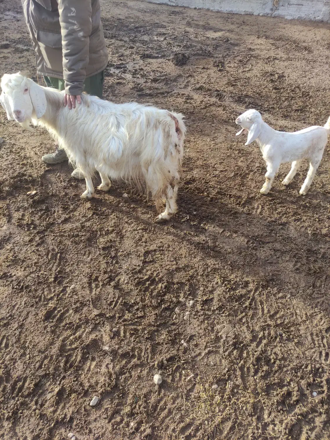 بز شیری 18ملیون|حیوانات مزرعه|شیروان (خراسان), |دیوار