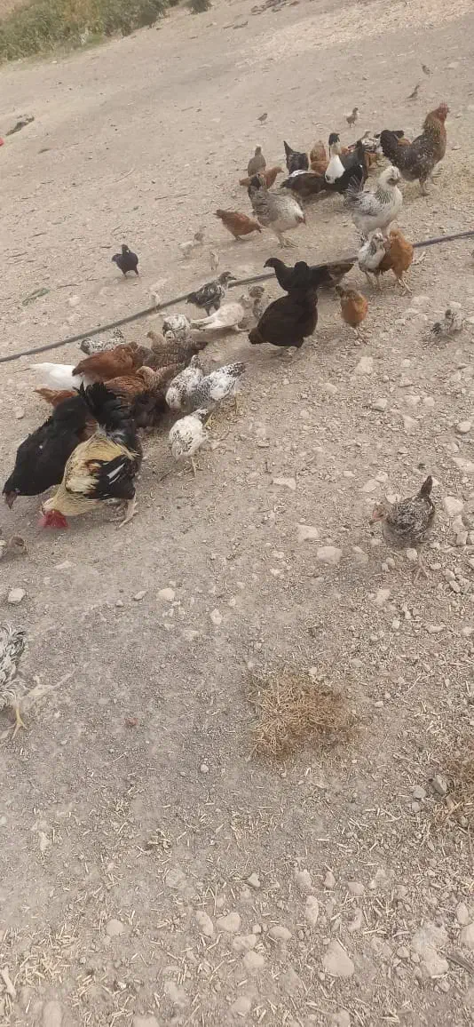 جوجه های گلپایگانی|حیوانات مزرعه|دهدشت, |دیوار