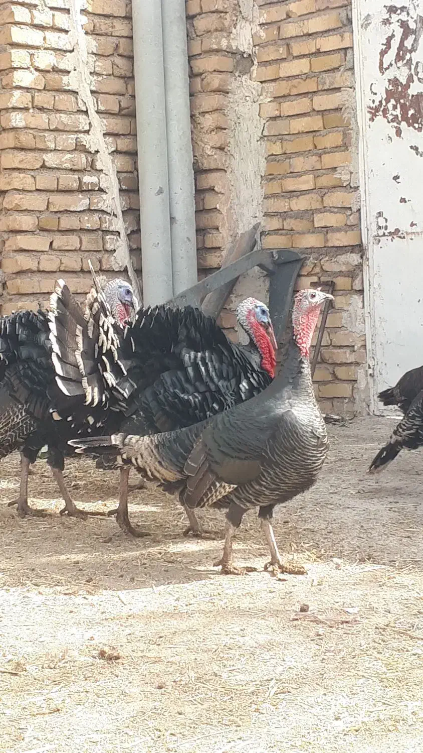 بوقلمون تعداد ۱۸ عدد|حیوانات مزرعه|تربت‌حیدریه, بازار|دیوار