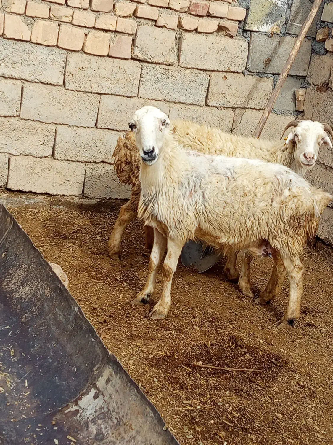 میش بره جوان|حیوانات مزرعه|ایثار, |دیوار