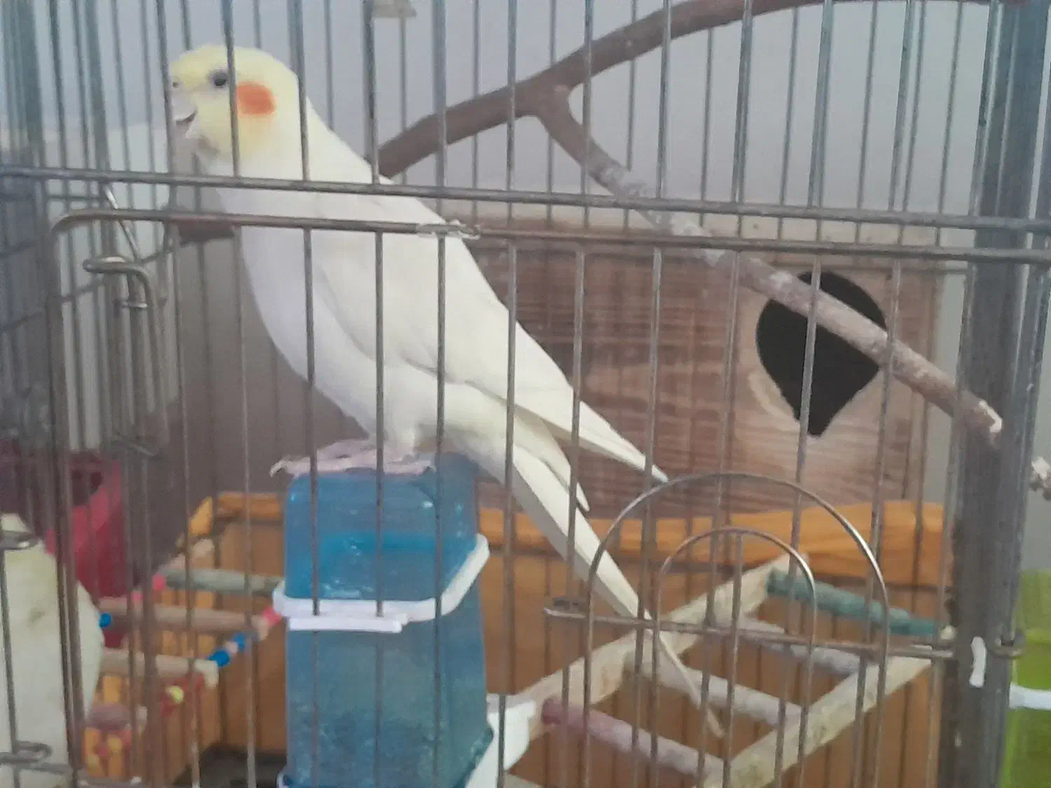 عروس هلندی|پرنده|اسلام‌شهر, شهرک محمدیه|دیوار