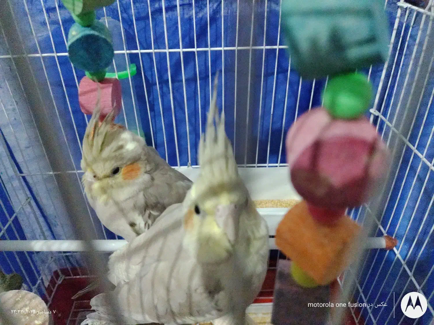 عروس هلندی دستی و رام|پرنده|بومهن, |دیوار