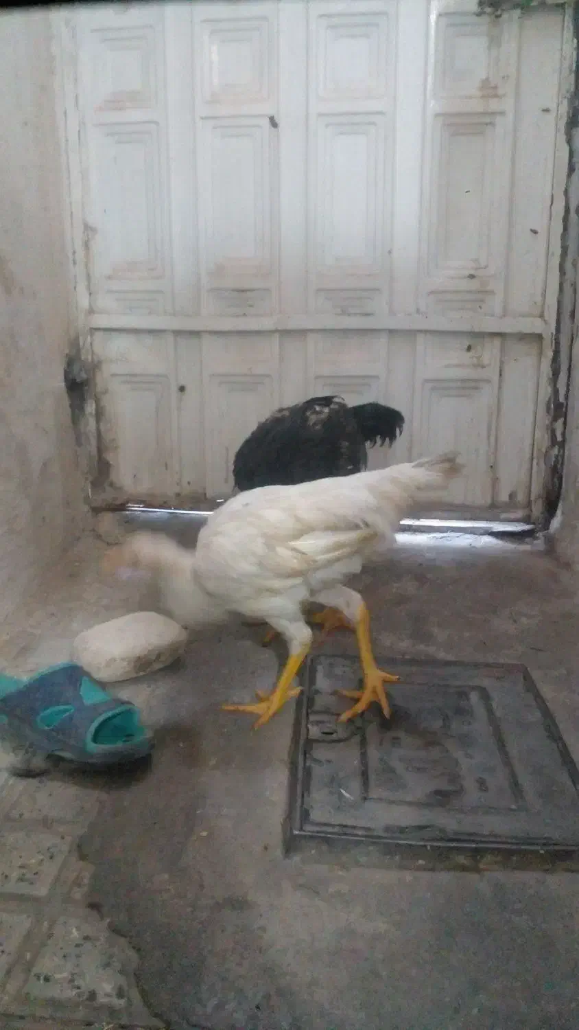 لاری مفت قیمت مناسب|حیوانات مزرعه|اقبالیه, |دیوار