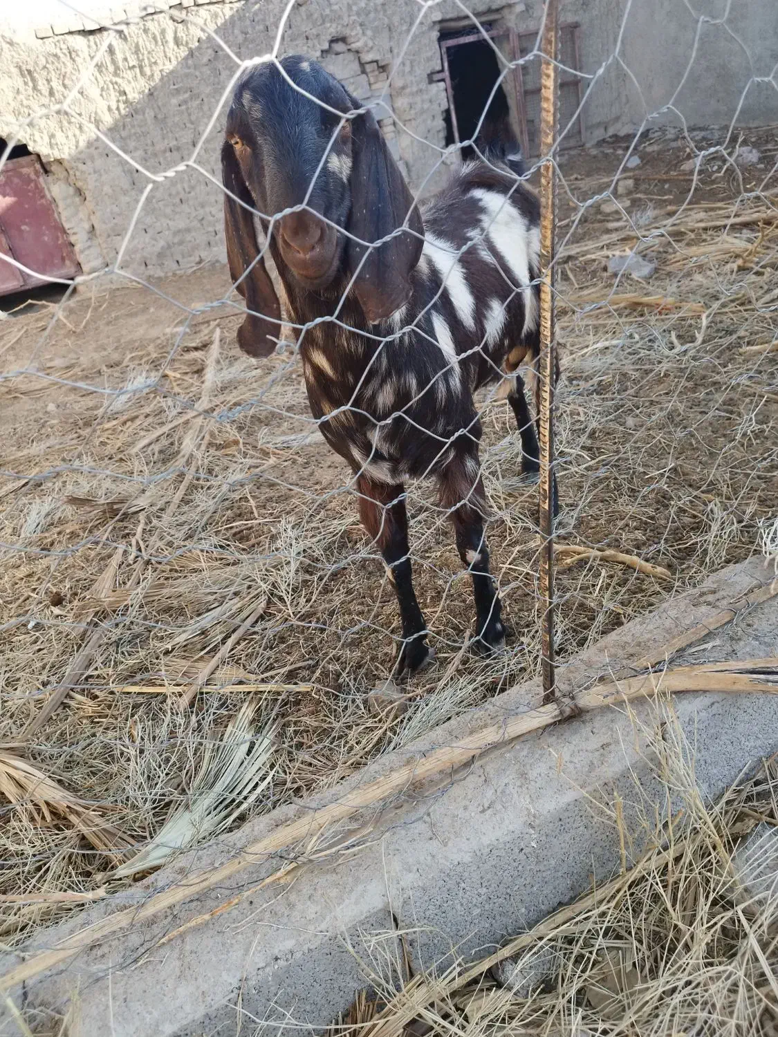 پاچن چاق|حیوانات مزرعه|سراوان, |دیوار