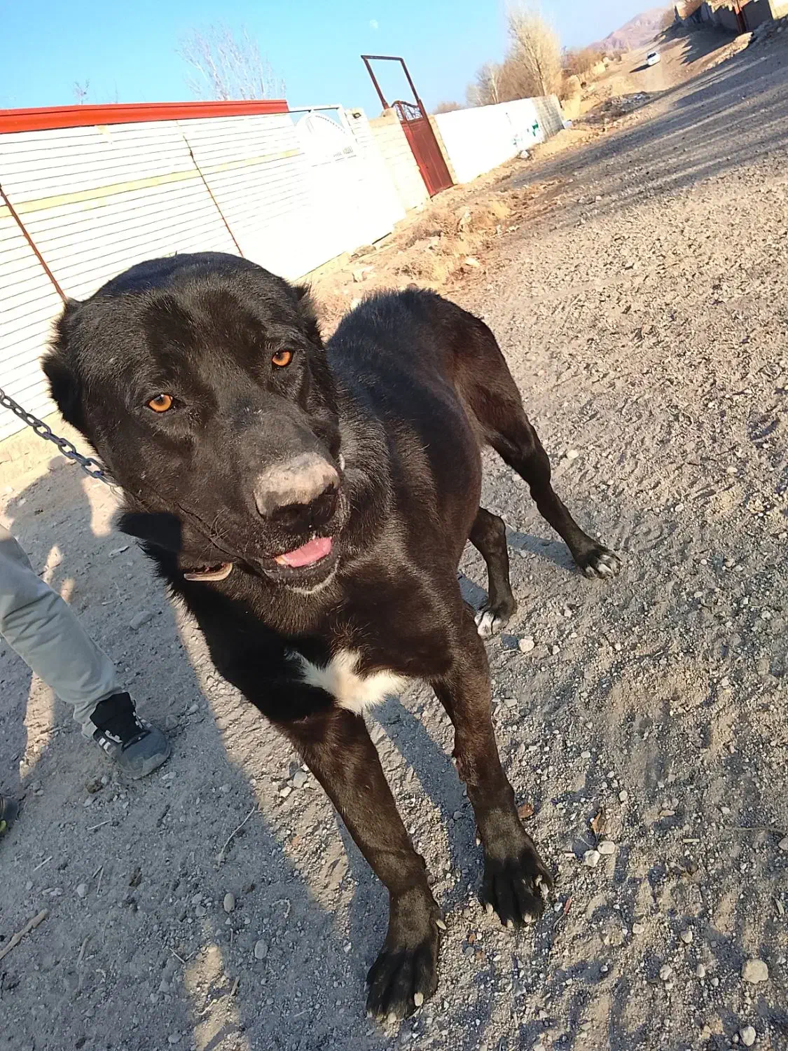 واگذاری رایگان ن ی س ت|سگ|باسمنج, |دیوار