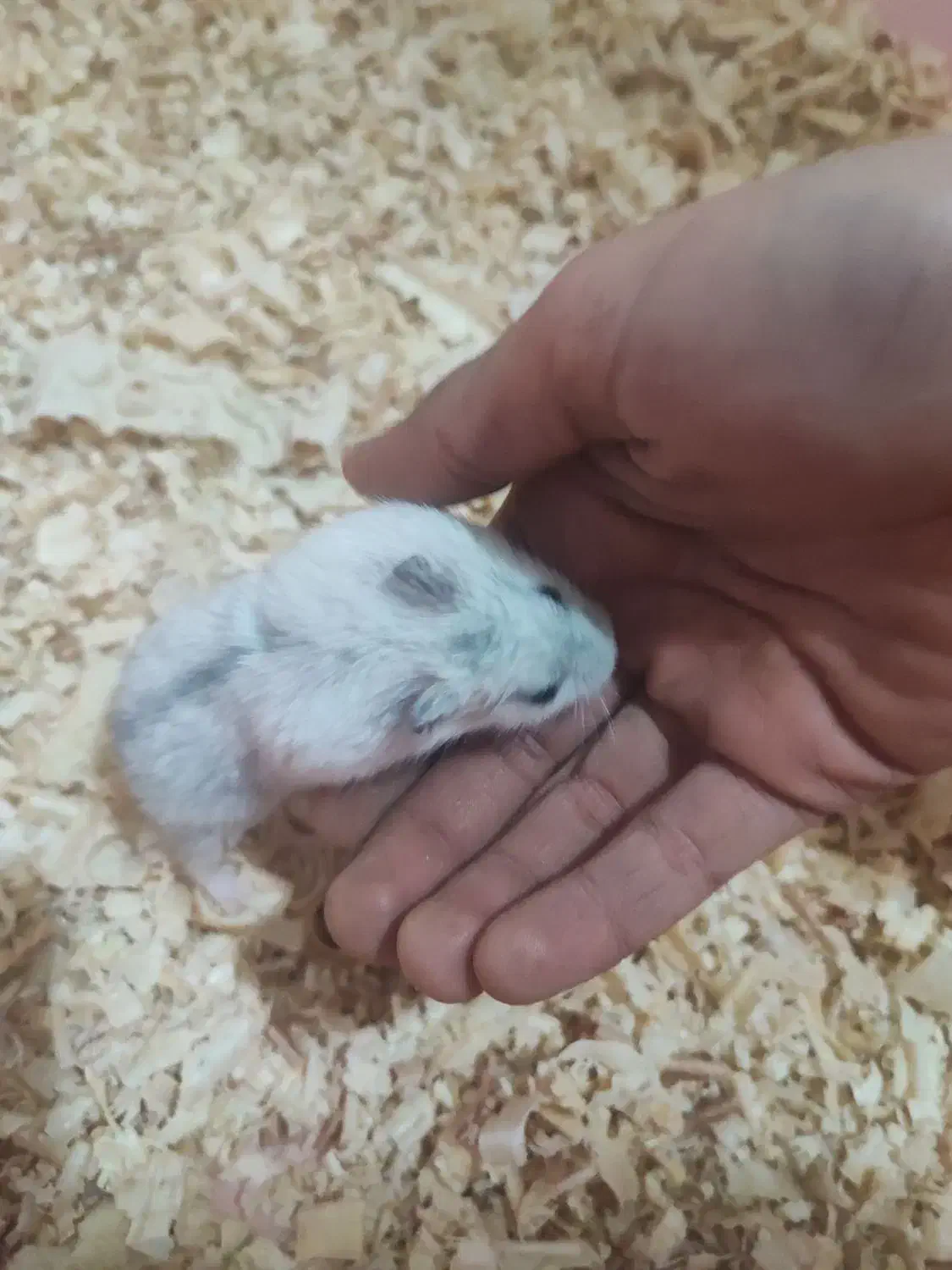 همستر ماده سه ماهه|موش و خرگوش|کرج, اصفهانیها|دیوار