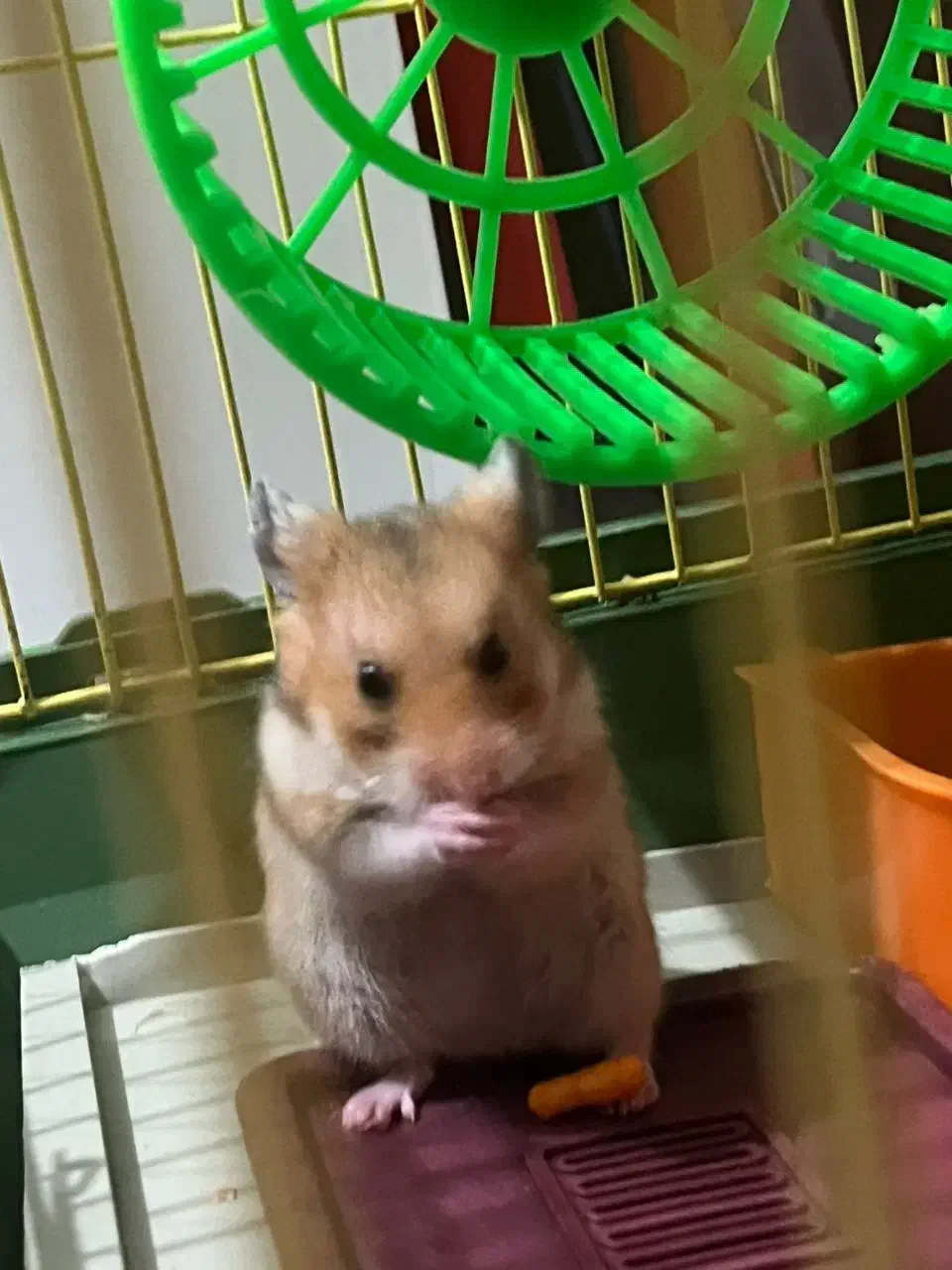 همستر ماده یکو نیم ماهه|موش و خرگوش|تهران, شهرک ولیعصر جنوبی|دیوار