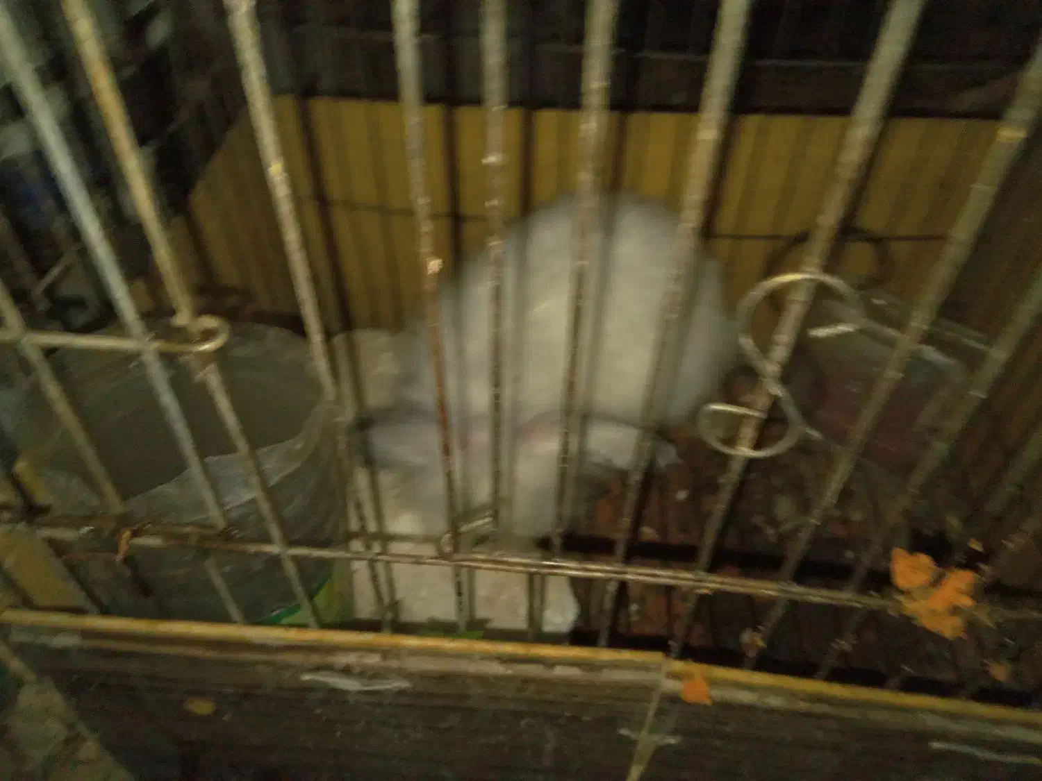 خرگوش لوپ|موش و خرگوش|زید آباد, |دیوار