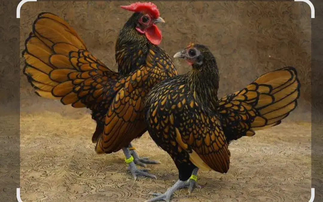 مرغ و خروس منیاتور|حیوانات مزرعه|قرچک, قشلاق جیتو|دیوار