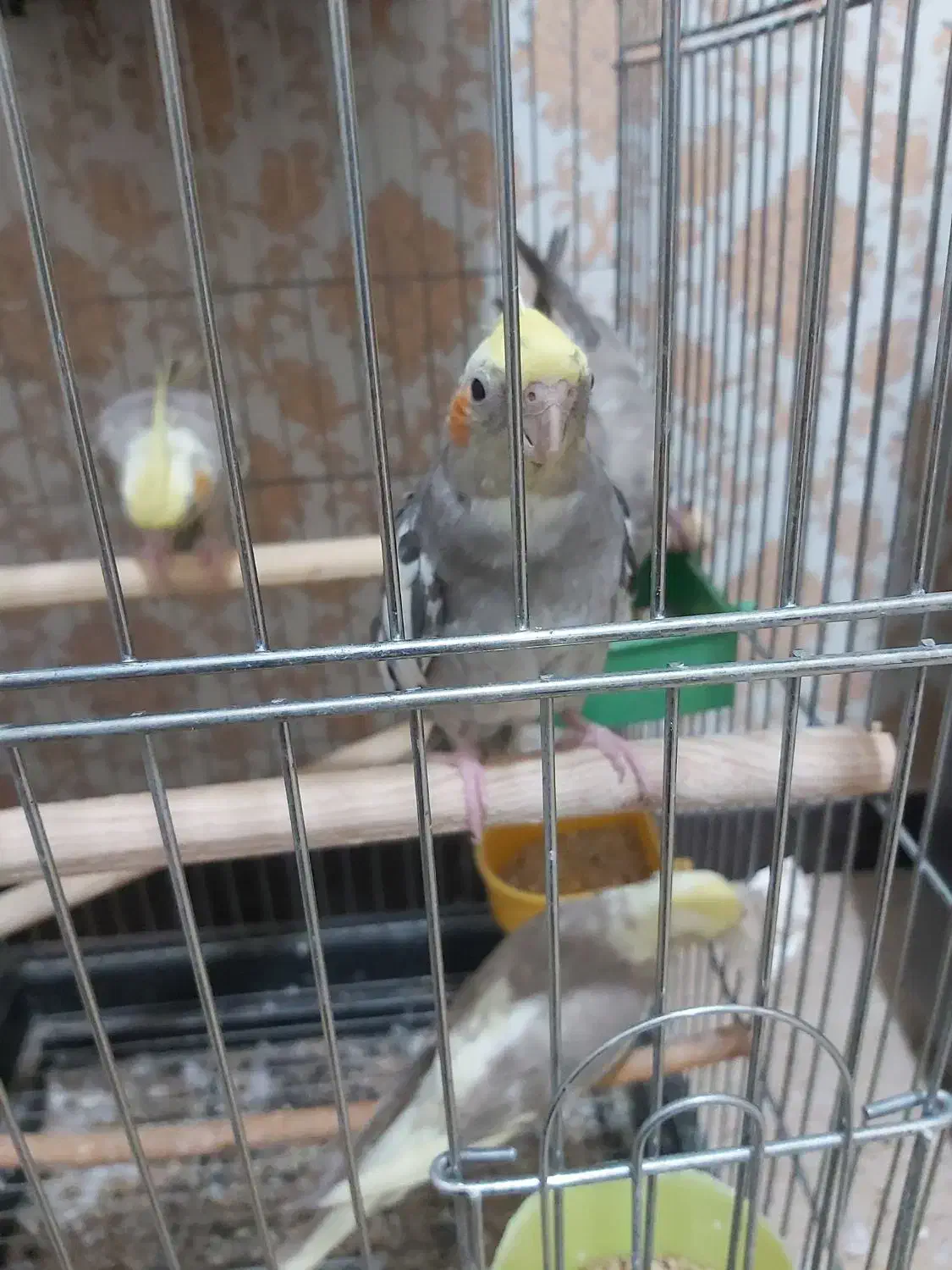 عروس هلندی.مرغ عشق،|پرنده|کرج, گلشهر|دیوار