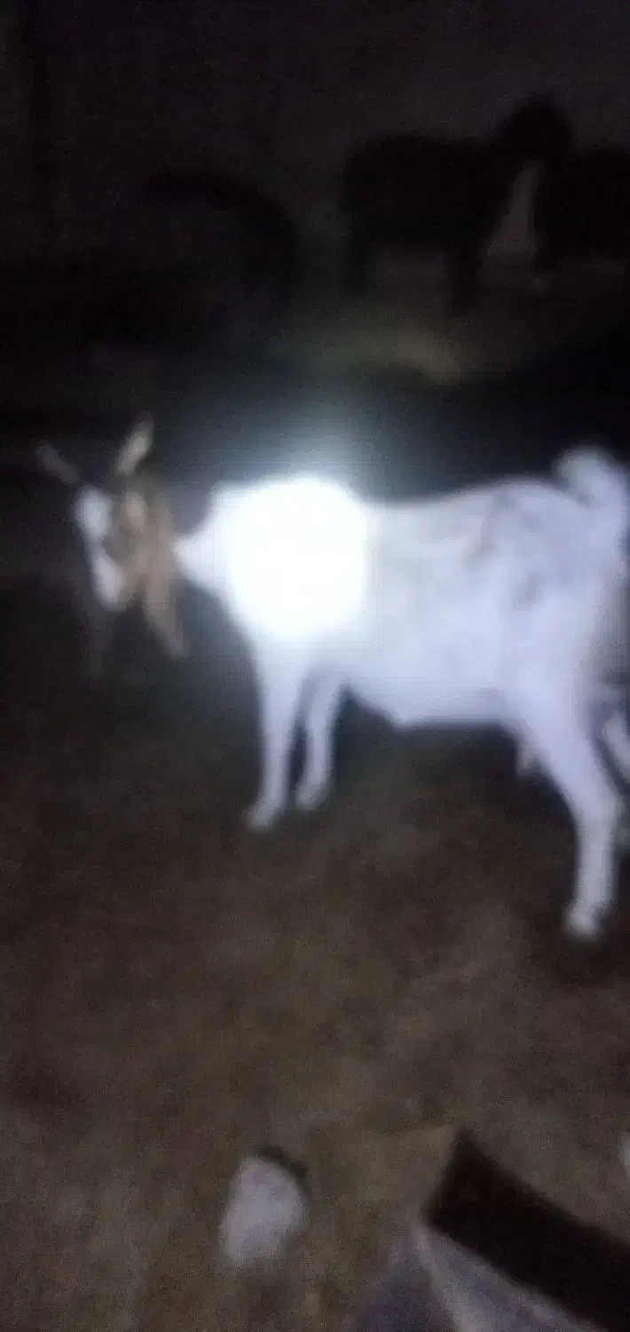 بز دوقلو زا با دوتا بیگ نر ماده افغانی دینراک|حیوانات مزرعه|اندیکا, |دیوار