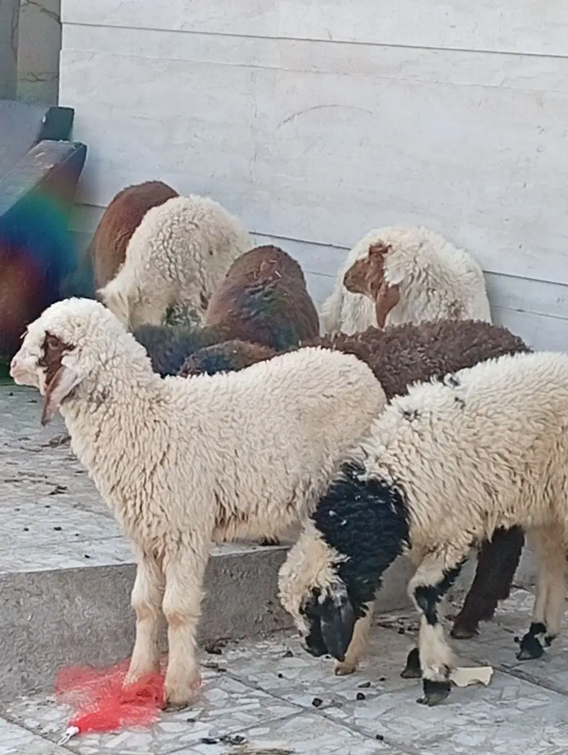 بره|حیوانات مزرعه|اهواز, زوویه ۲|دیوار