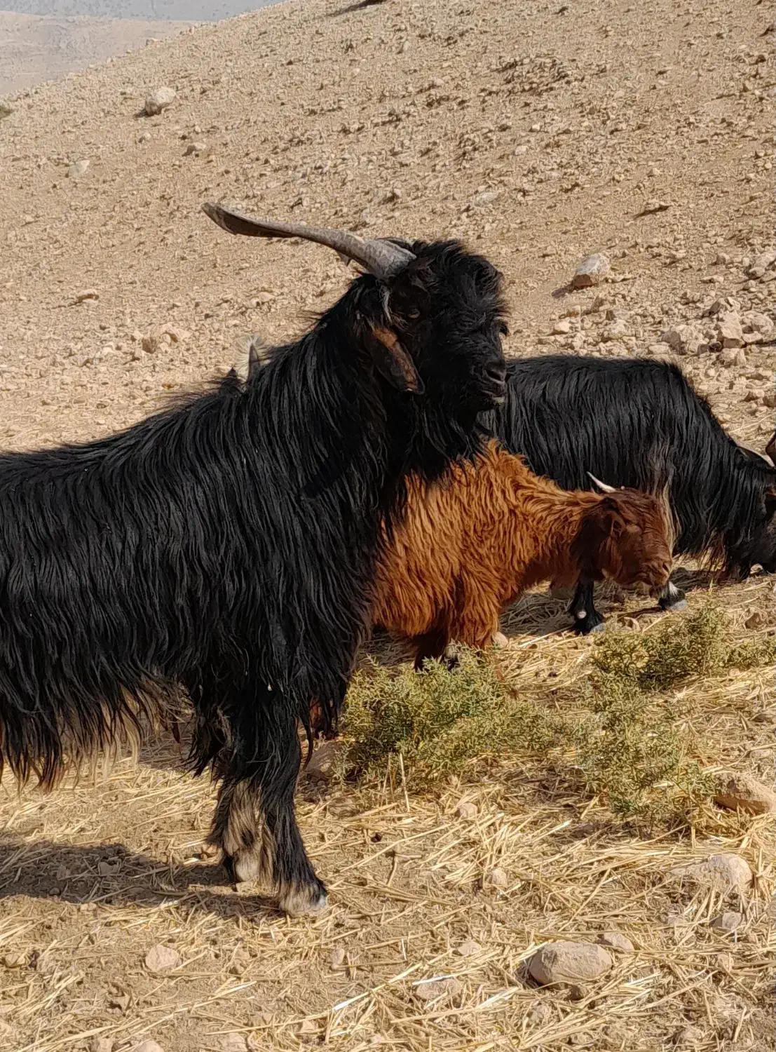 پازن تخمی فروشی|حیوانات مزرعه|چرام, |دیوار