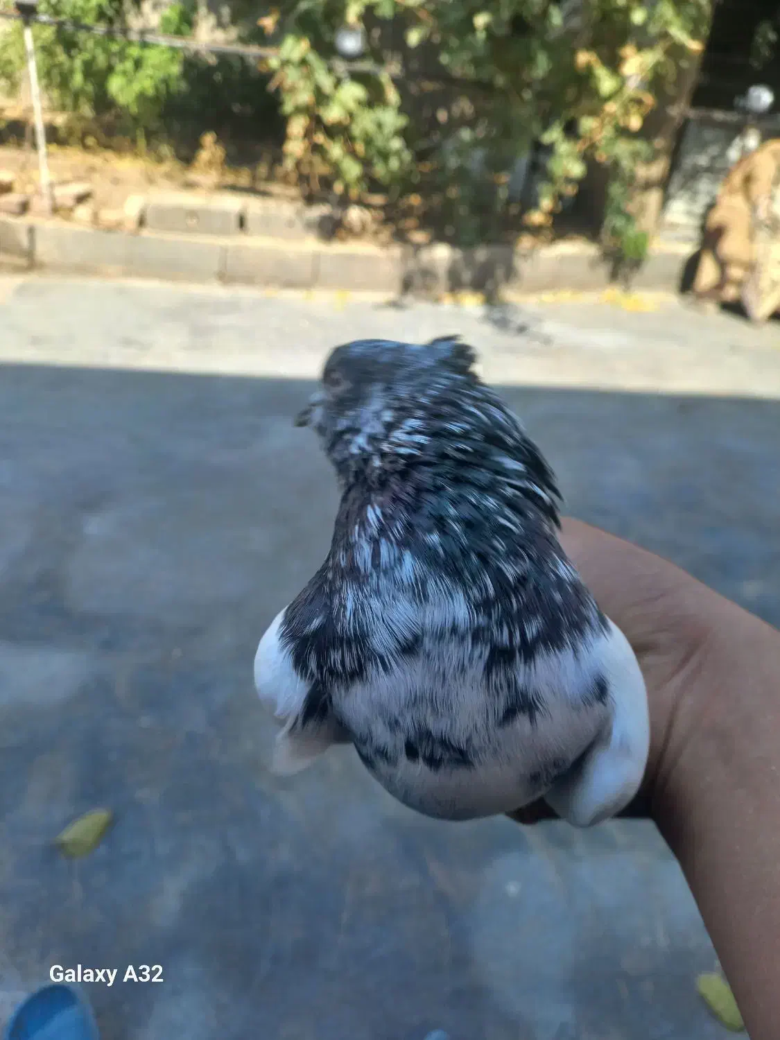 کفتر کلدم سبز|پرنده|قم, انسجام|دیوار