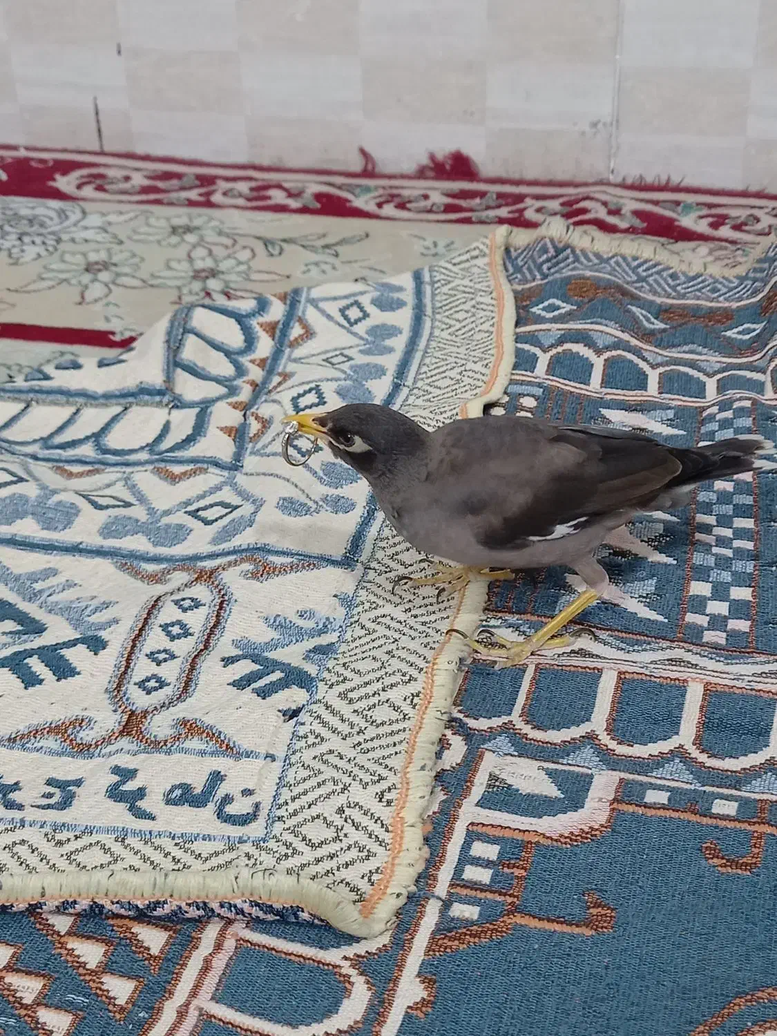 مرغ مینا افغان چشم ستاره ای|پرنده|کرمان, |دیوار