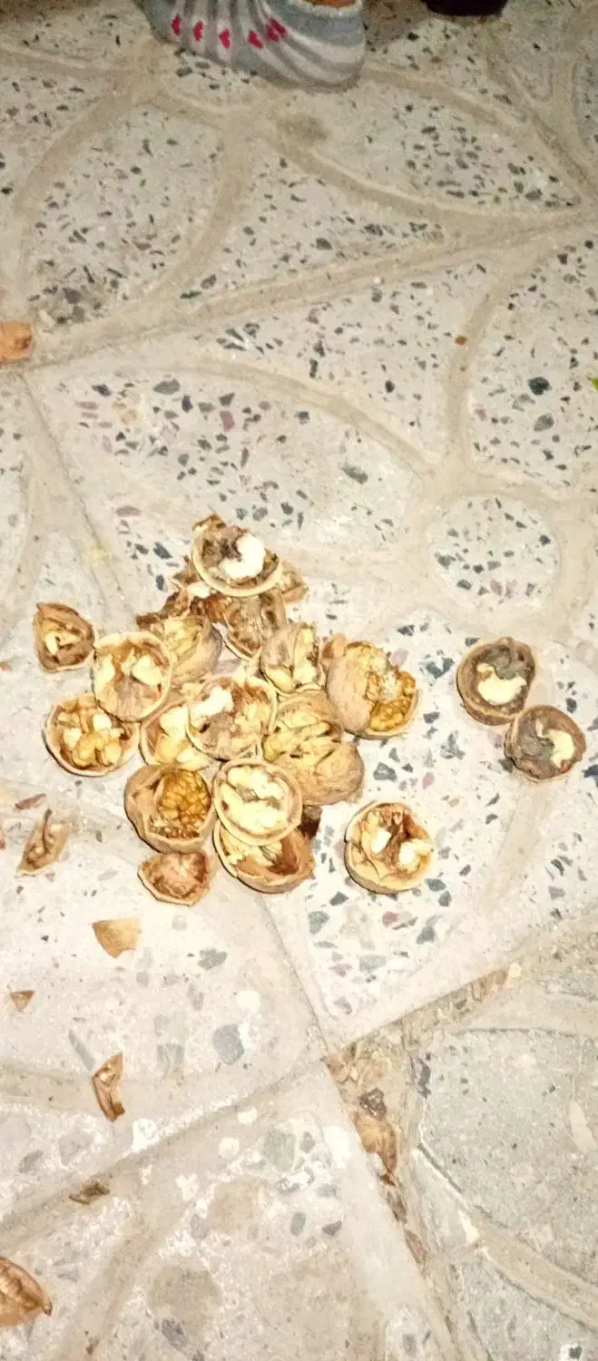 گردو درجه 1 مجود شد حراج|حراج|بافت, |دیوار