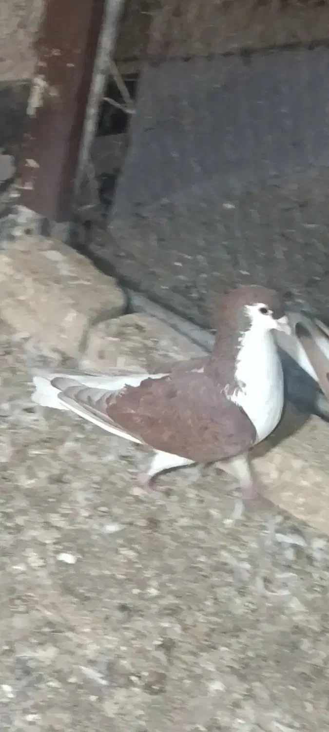 خوشرنگ سرخ|پرنده|اقبالیه, |دیوار