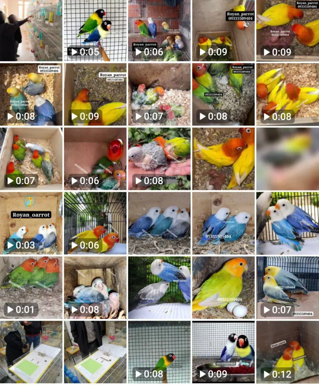 پرورش خانم اقامولد جوجه نرماده کوتوله عروس گرینچیک|پرنده|مشهد, آبکوه|دیوار