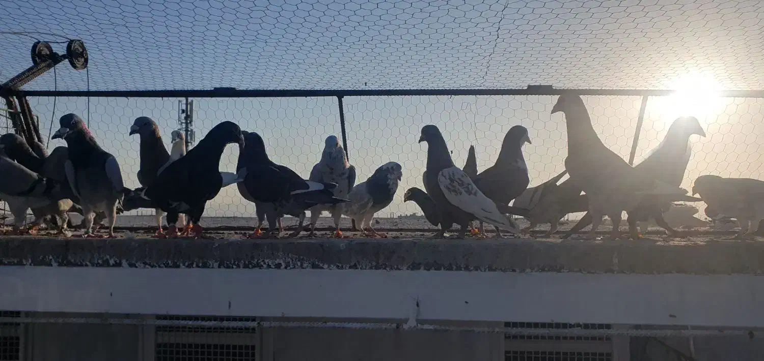 ۳۰ عدد پلاکی|پرنده|یزدان شهر, |دیوار