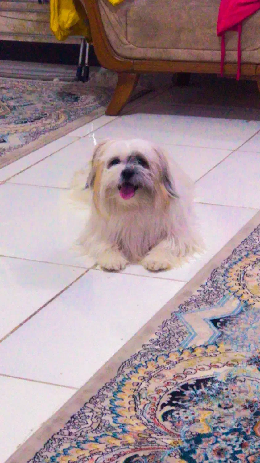 سگ باهوش|سگ|مشهد, شهرک بهارستان|دیوار