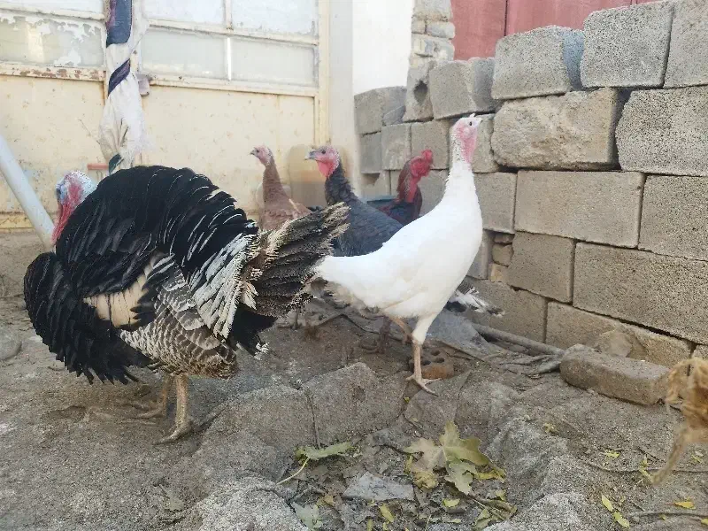 بوقلمون نر و ماده|حیوانات مزرعه|آشخانه, |دیوار