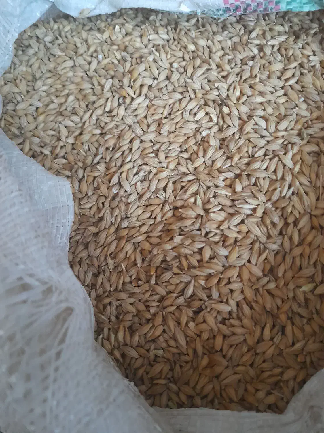 جو دامی|حیوانات مزرعه|گیلان غرب, |دیوار