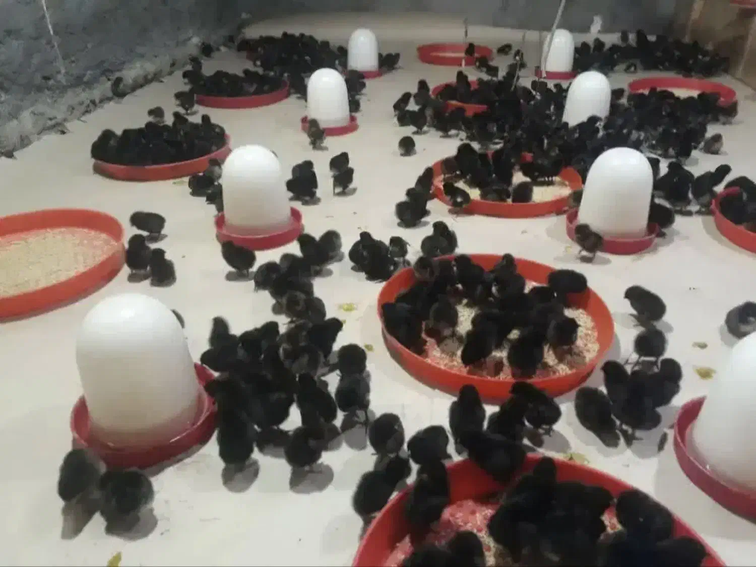 جوجه محلی پا سیاه ۷روزه نژاد مرغ خروس محلی|حیوانات مزرعه|سیرجان, |دیوار