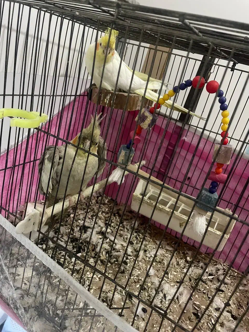 پرنده|پرنده|گوگان, |دیوار