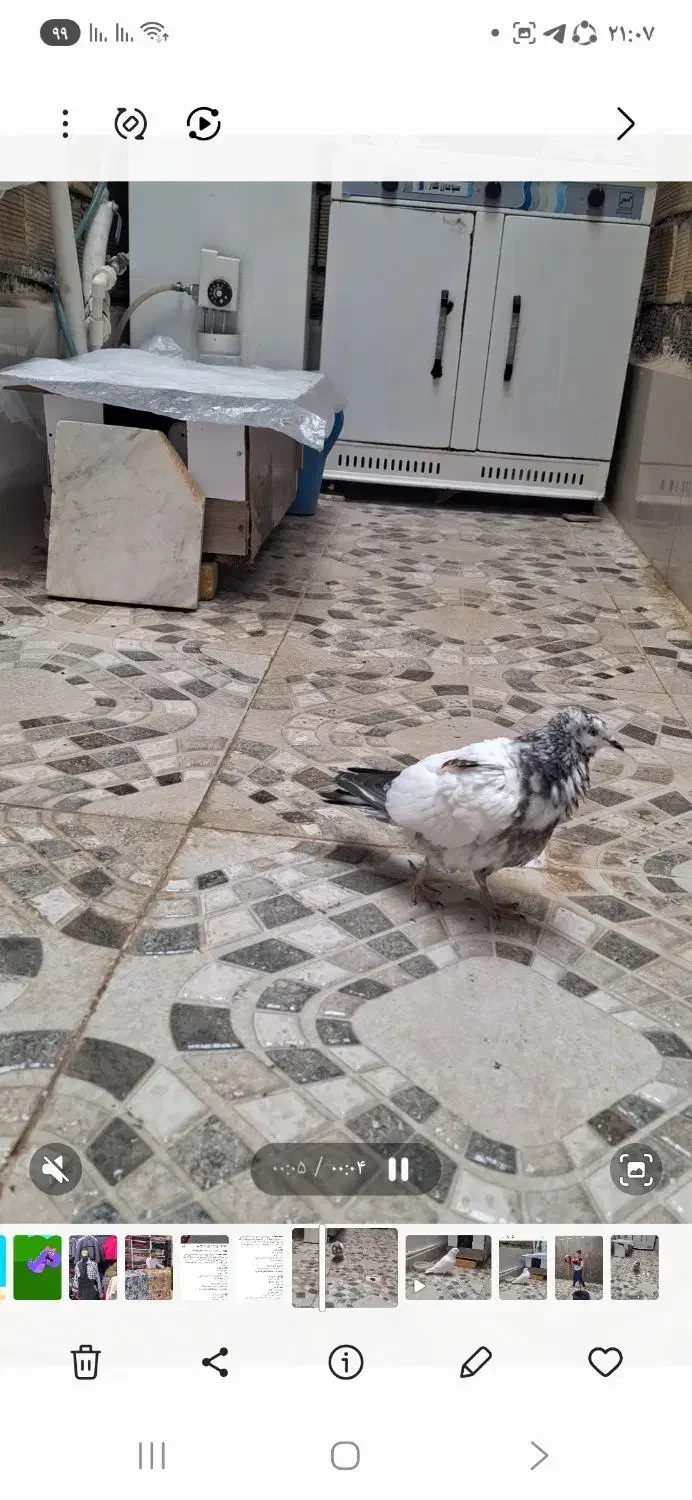 ۲ عدد کبوتر تهرانی پرشی|پرنده|جوانرود, |دیوار