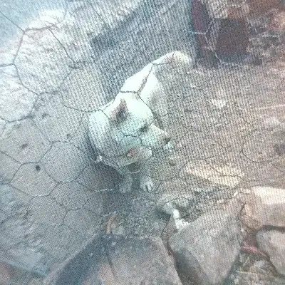 سگ پاکوتاه|سگ|نیشابور, بلوار گلها|دیوار