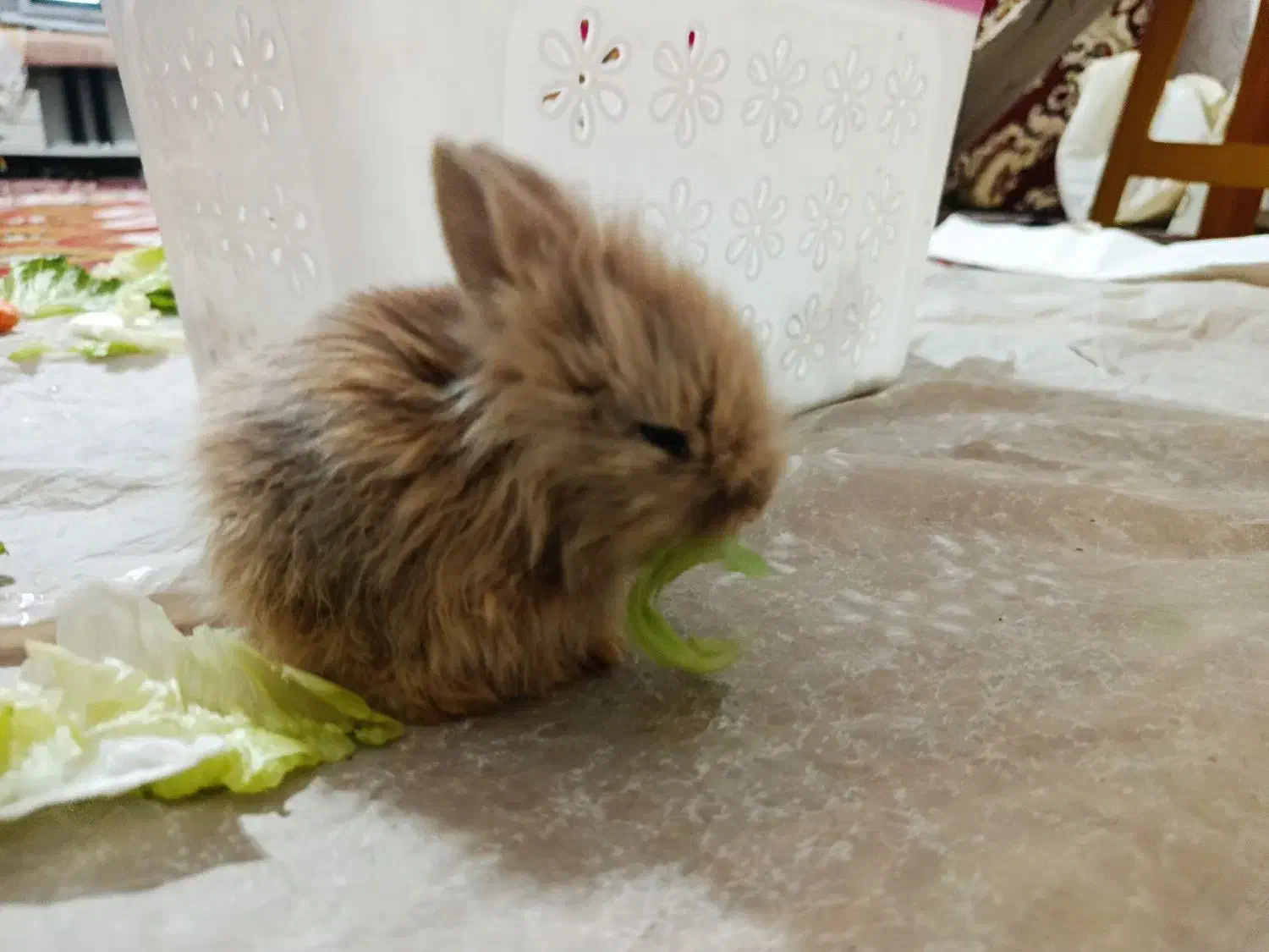 فروشی خرگوش لوپی|موش و خرگوش|تبریز, |دیوار