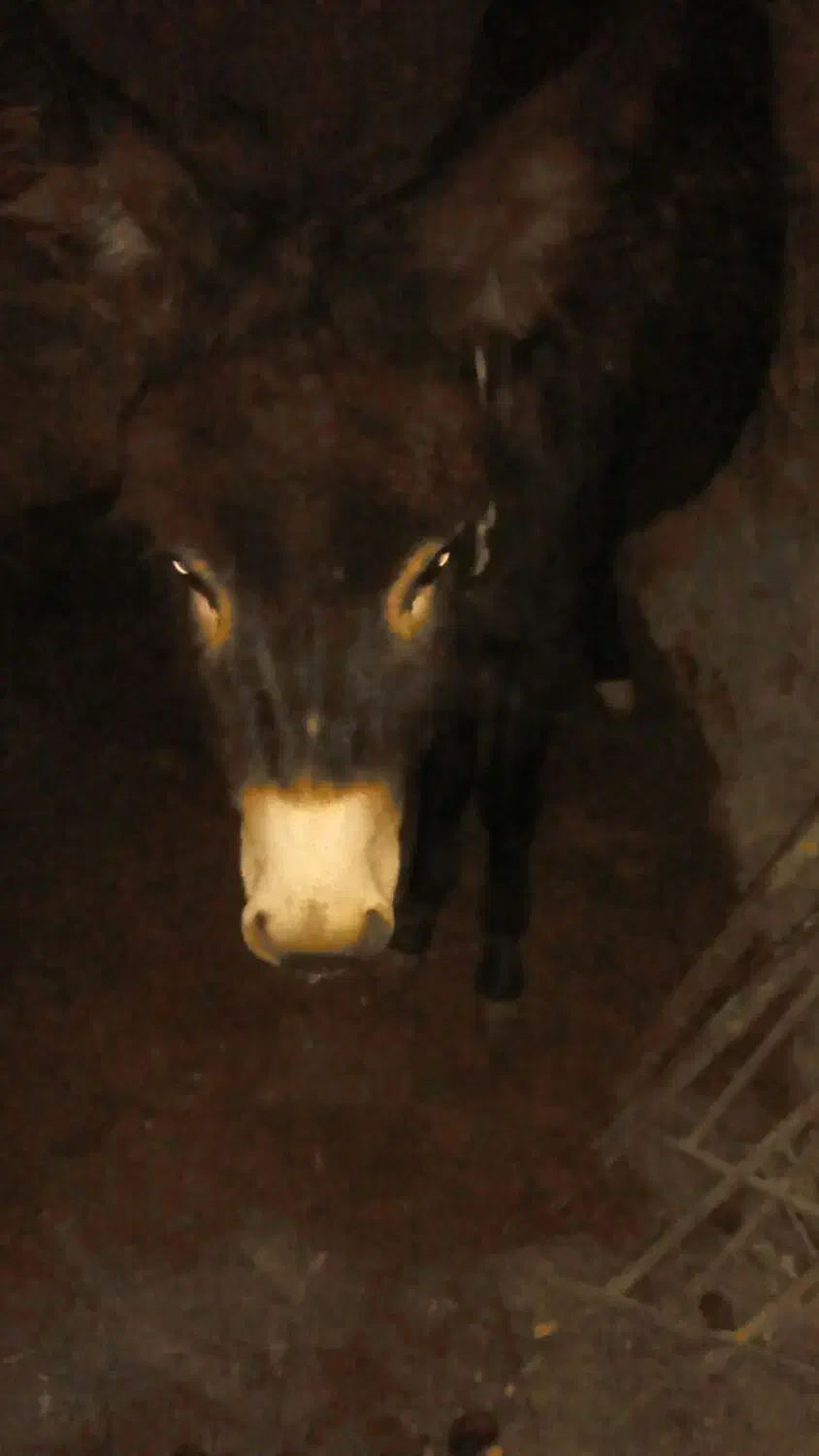 فروش الاغ مادیان جوان یک ونیم ساله درمرند|حیوانات مزرعه|مرند, |دیوار