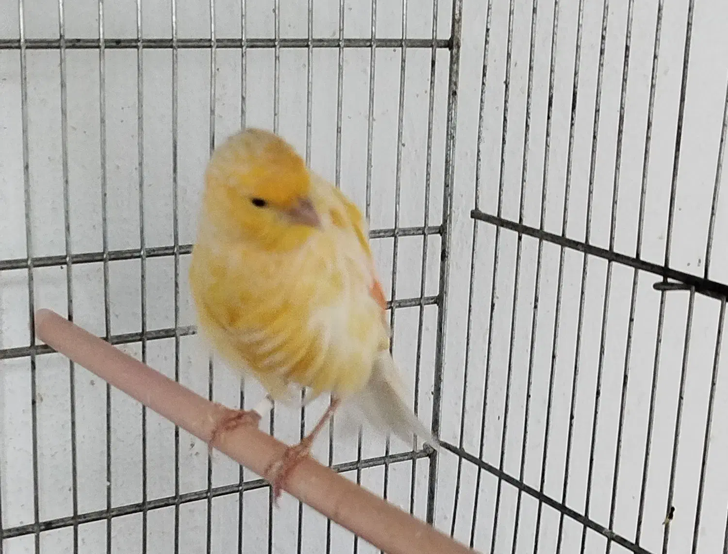 قناری سوپر کشیده|پرنده|شاهرود, |دیوار