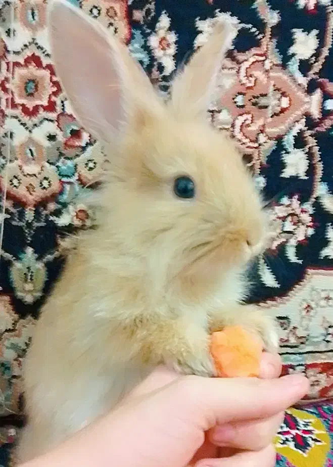 خرگوش خاکستری|موش و خرگوش|مریوان, |دیوار