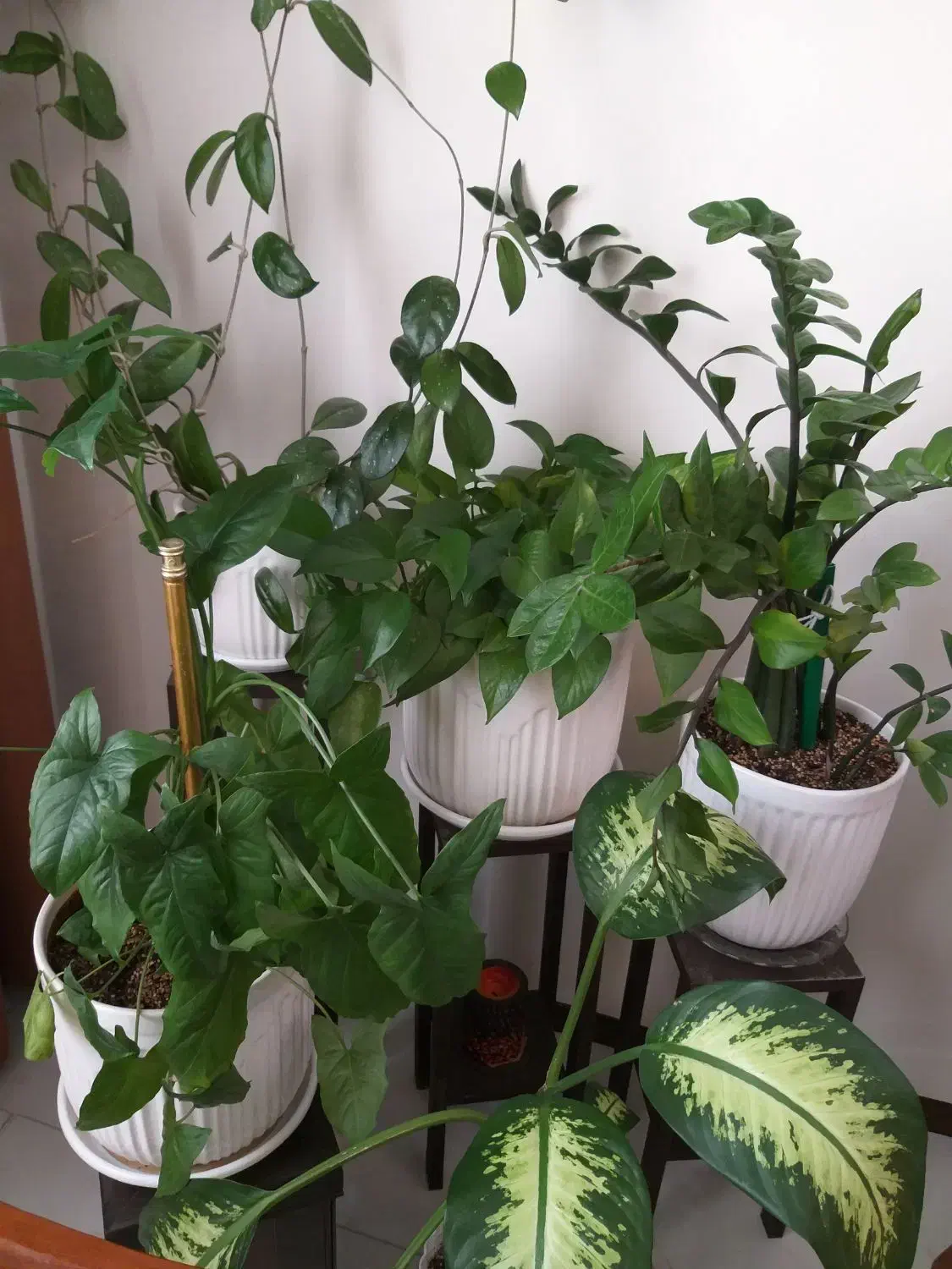 تعدادی گل طبیعی با گلدان|گل و گیاه طبیعی|پردیس, فاز ۱۱|دیوار