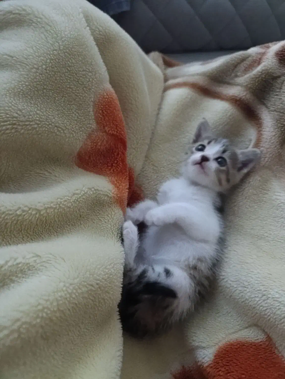 واگذاری بچه گربه|گربه|آمل, |دیوار