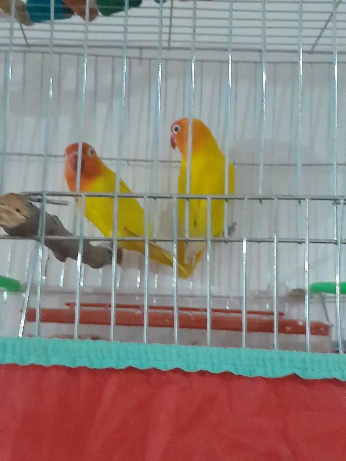 طوطی|پرنده|اردبیل, |دیوار