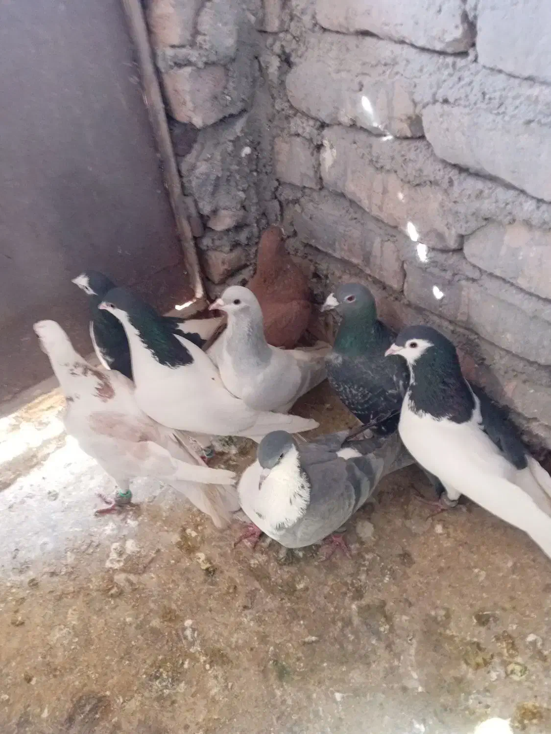 حیون بوم|پرنده|نیشابور, فضل|دیوار