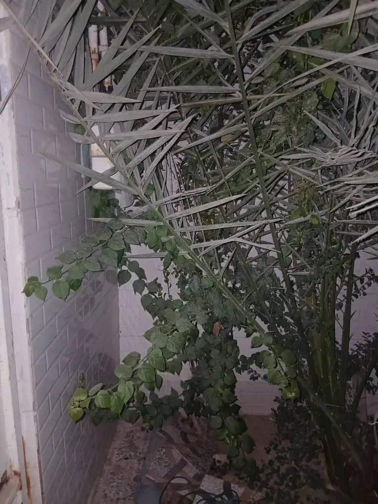 تمیزکاری نخل وباغبانی|خدمات باغبانی و درختکاری|کارون, |دیوار