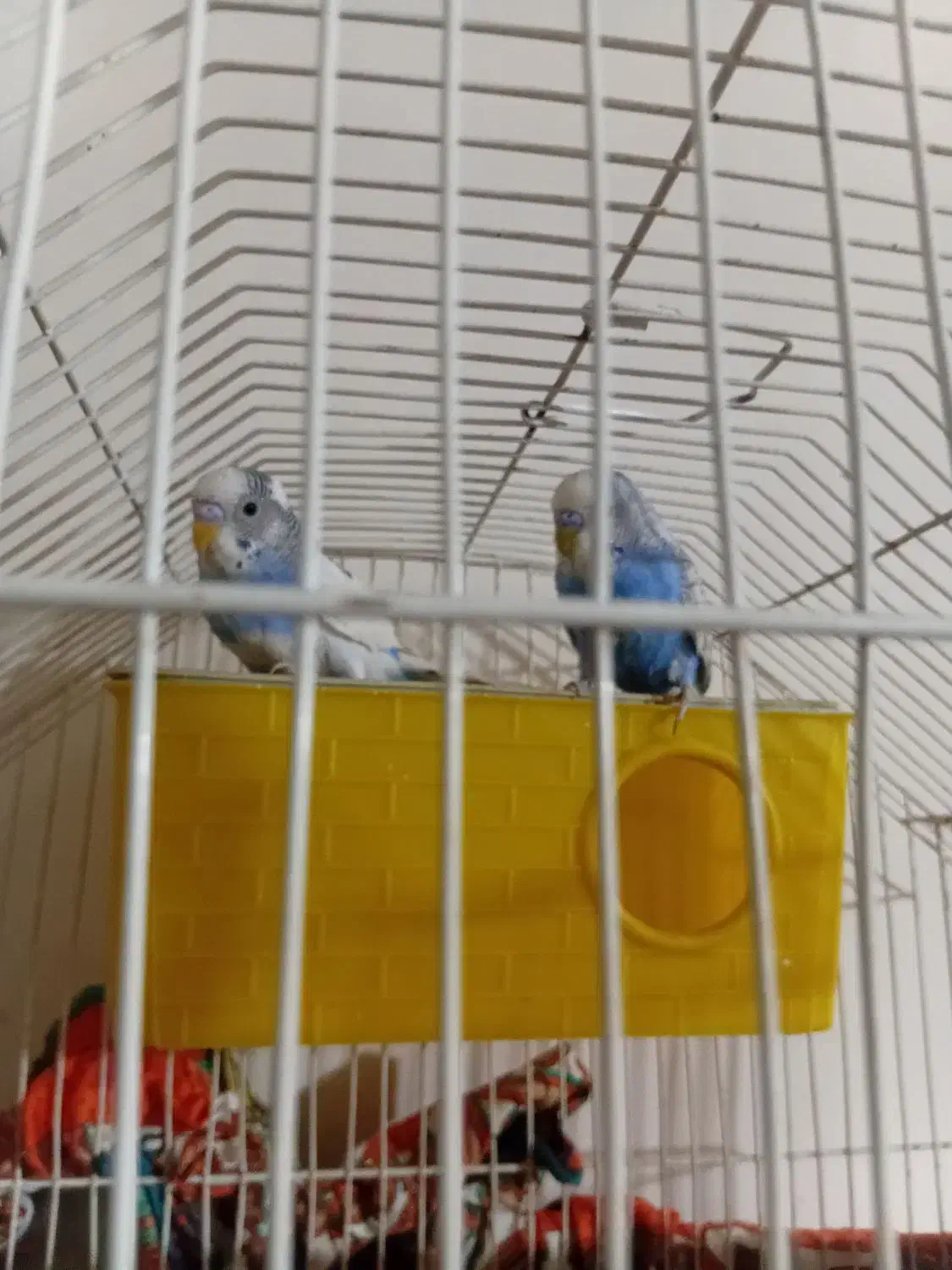 مرغ غشق|پرنده|بزینه رود, |دیوار