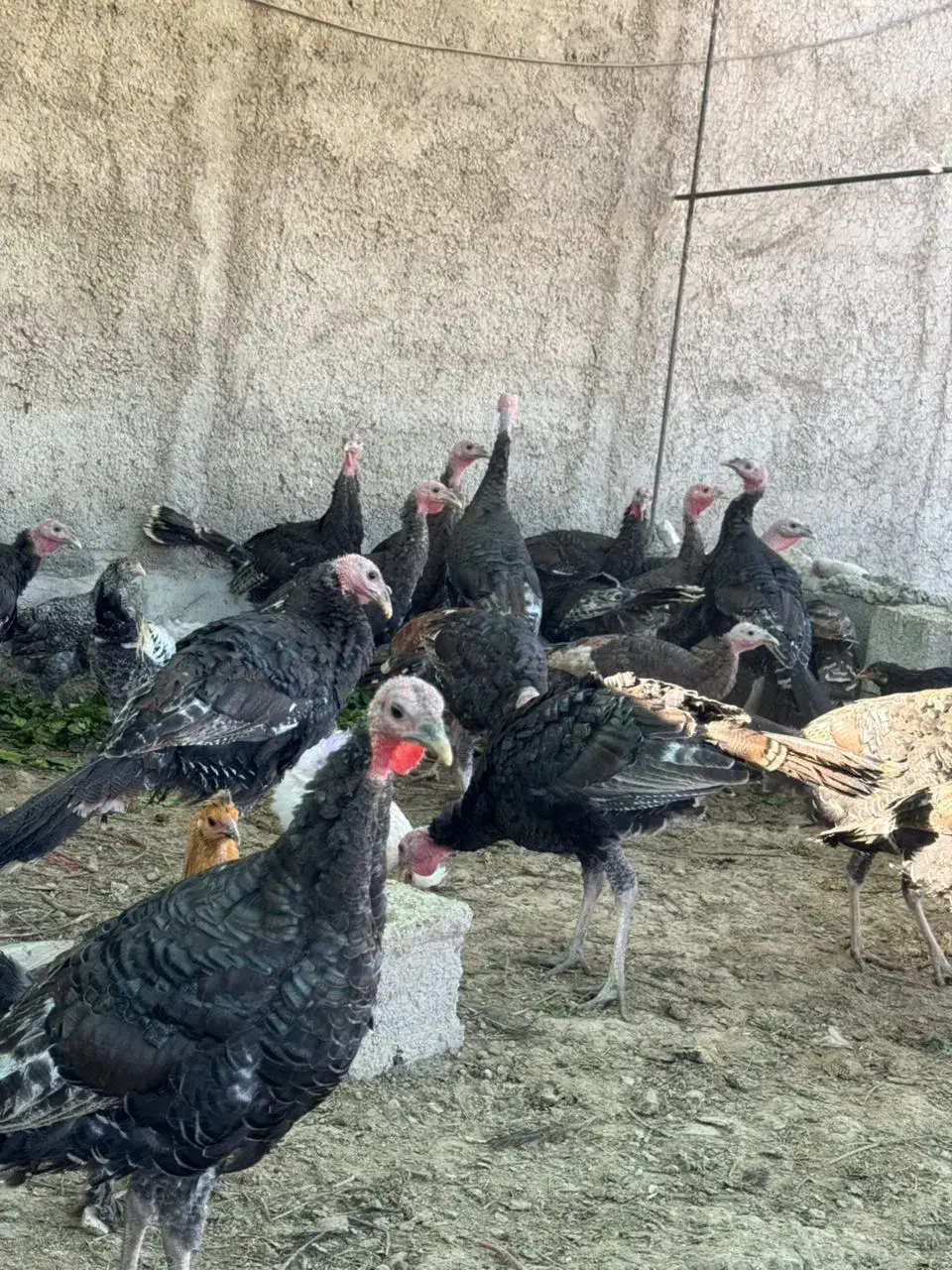 بوقلمون ۳ الی ۴ ماه|حیوانات مزرعه|کازرون, |دیوار