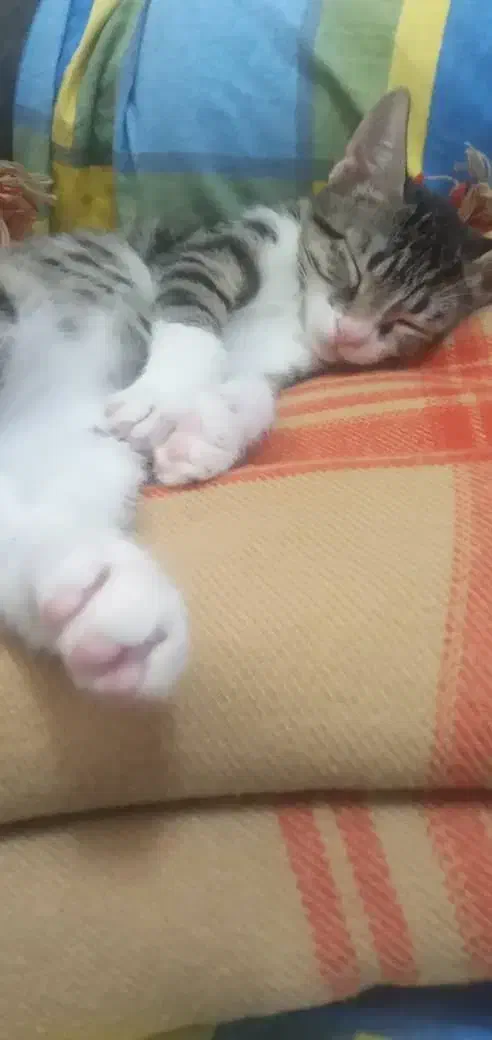 واگذاری رایگان|گربه|رشت, چمارسرا|دیوار