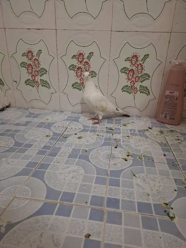 ماده|پرنده|حمیدیا, |دیوار