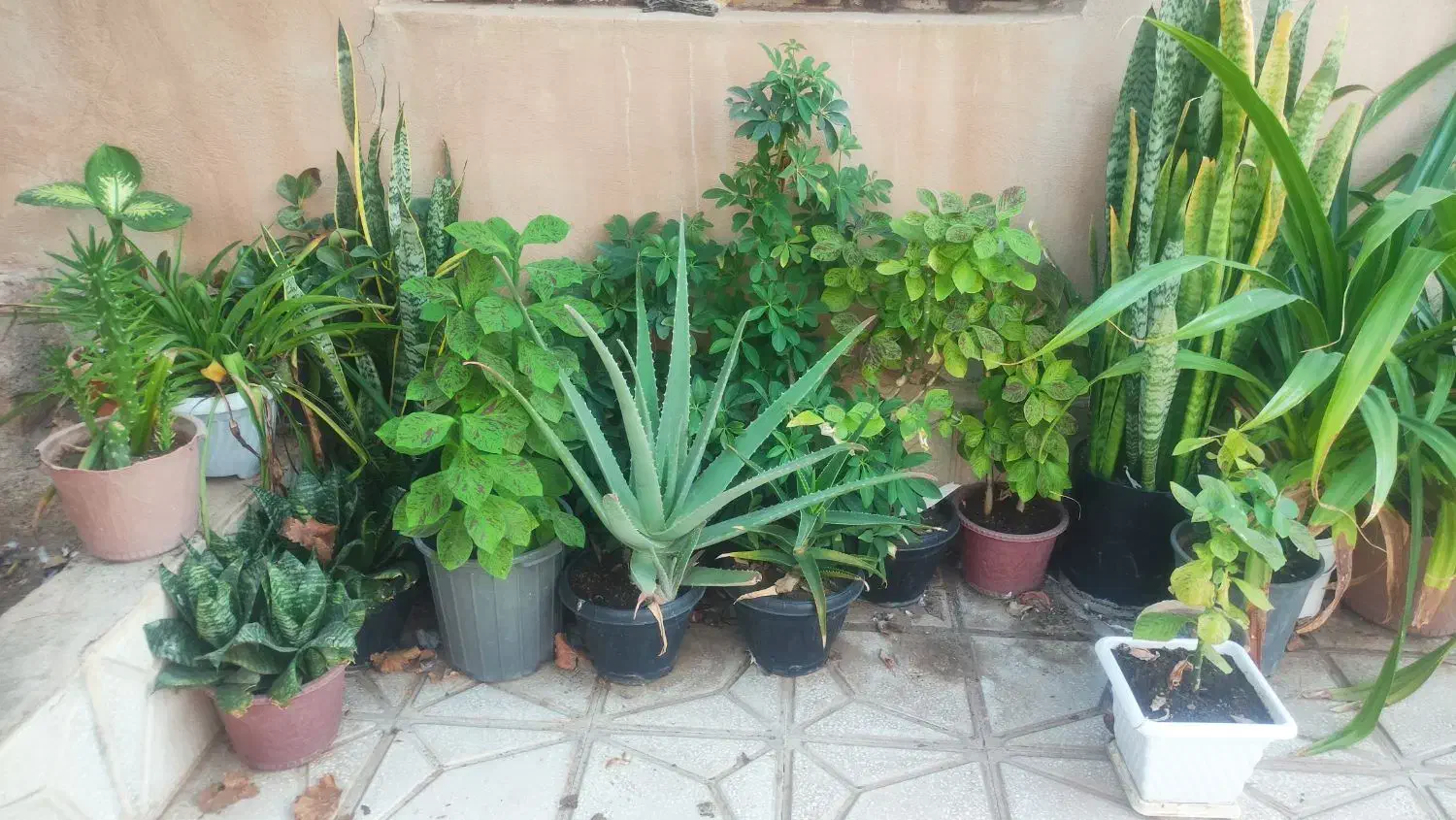 گل و گیاه آپارتمانی|گل و گیاه طبیعی|سبزوار, زینبیه|دیوار